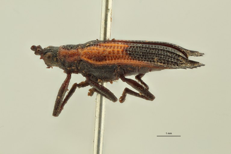 Pentispa explanata t L ZS PMax.jpg