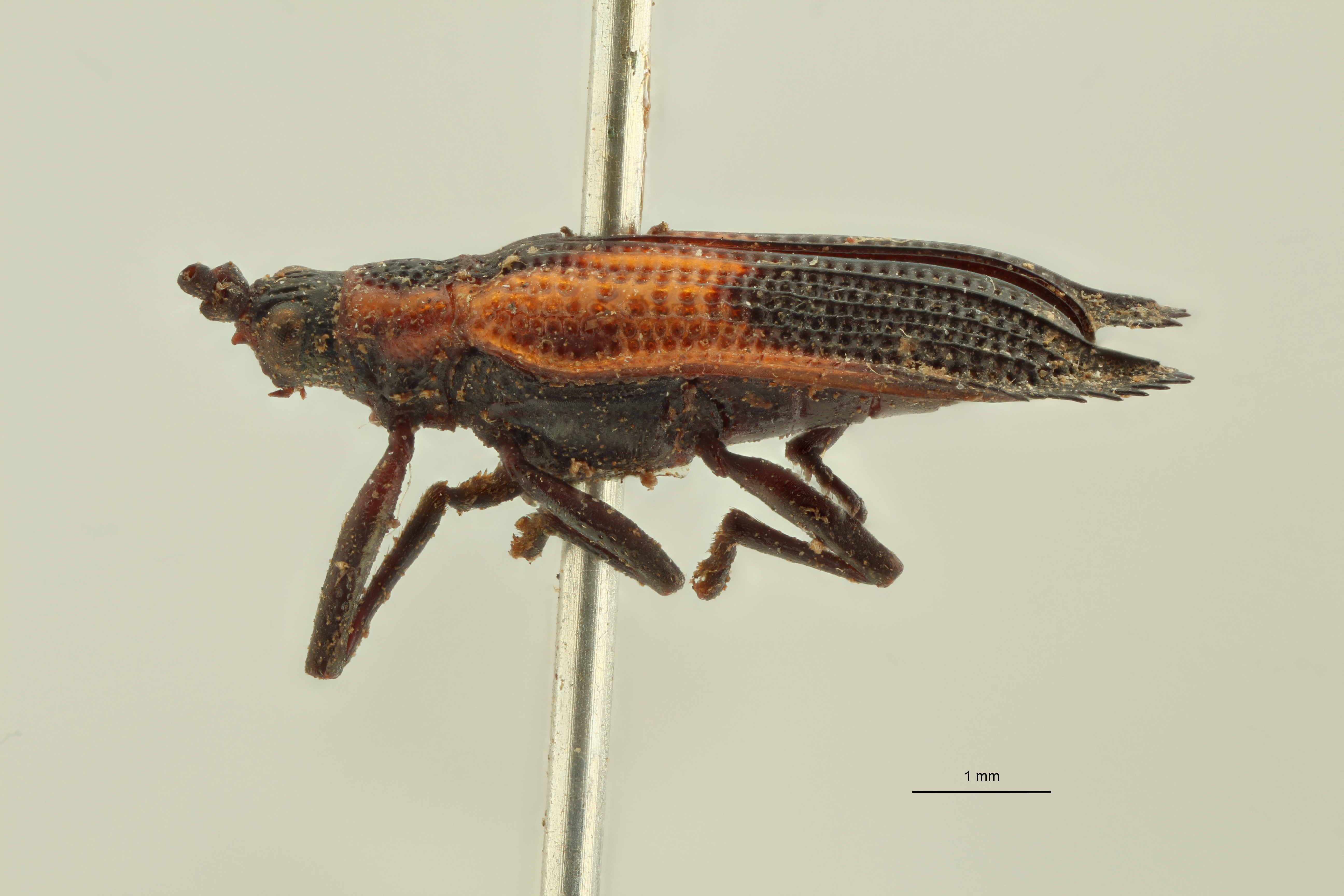 Pentispa explanata t L ZS PMax.jpg