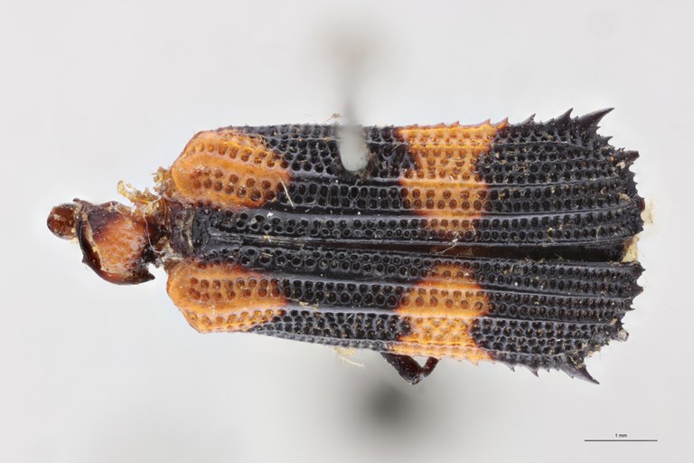 Oxychalepus confinis boliviensis T D.jpg