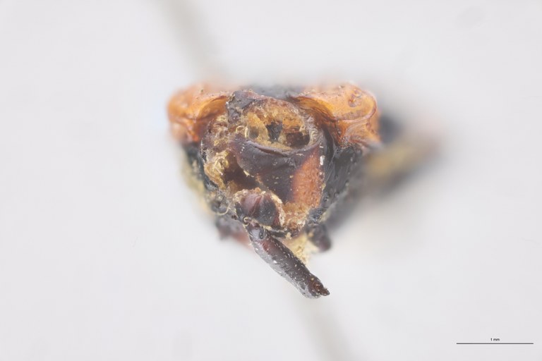 Oxychalepus confinis boliviensis T F.jpg