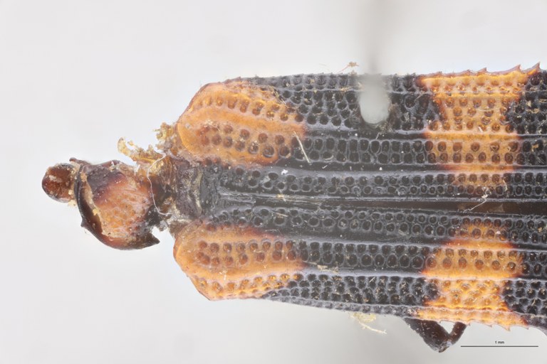 Oxychalepus confinis boliviensis T Head-Close-Up.jpg