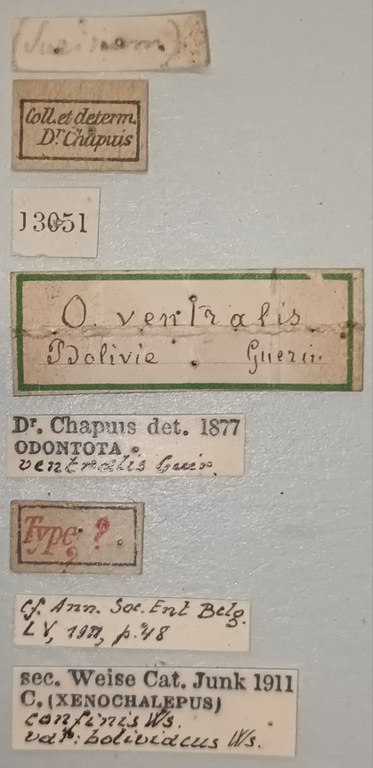 Oxychalepus confinis boliviensis T Labels.jpg