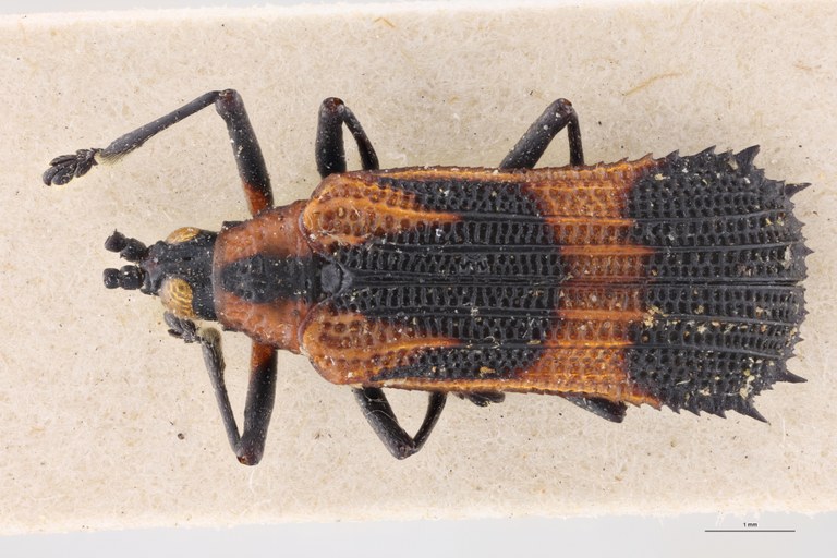 Oxychalepus alienus Pt D.jpg