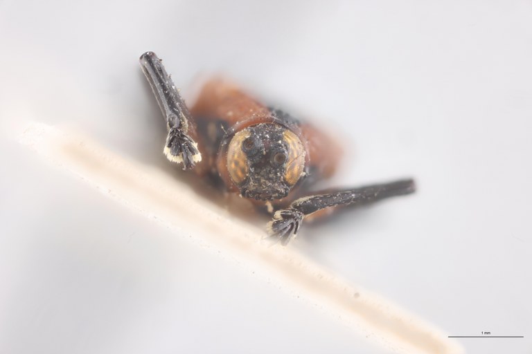 Oxychalepus alienus Pt F-V.jpg