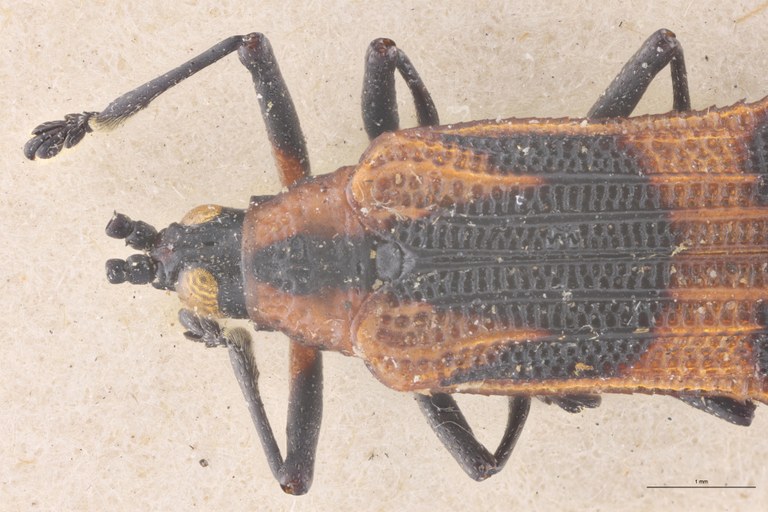Oxychalepus alienus Pt Head-Close-Up.jpg