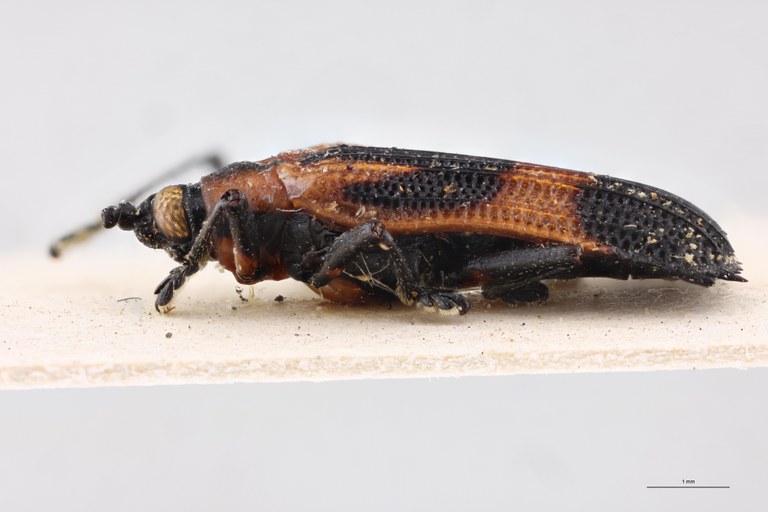 Oxychalepus alienus Pt L.jpg