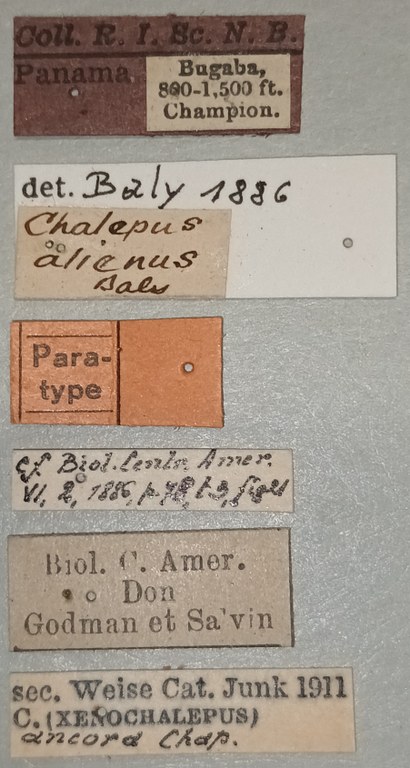 Oxychalepus alienus Pt Labels.jpg