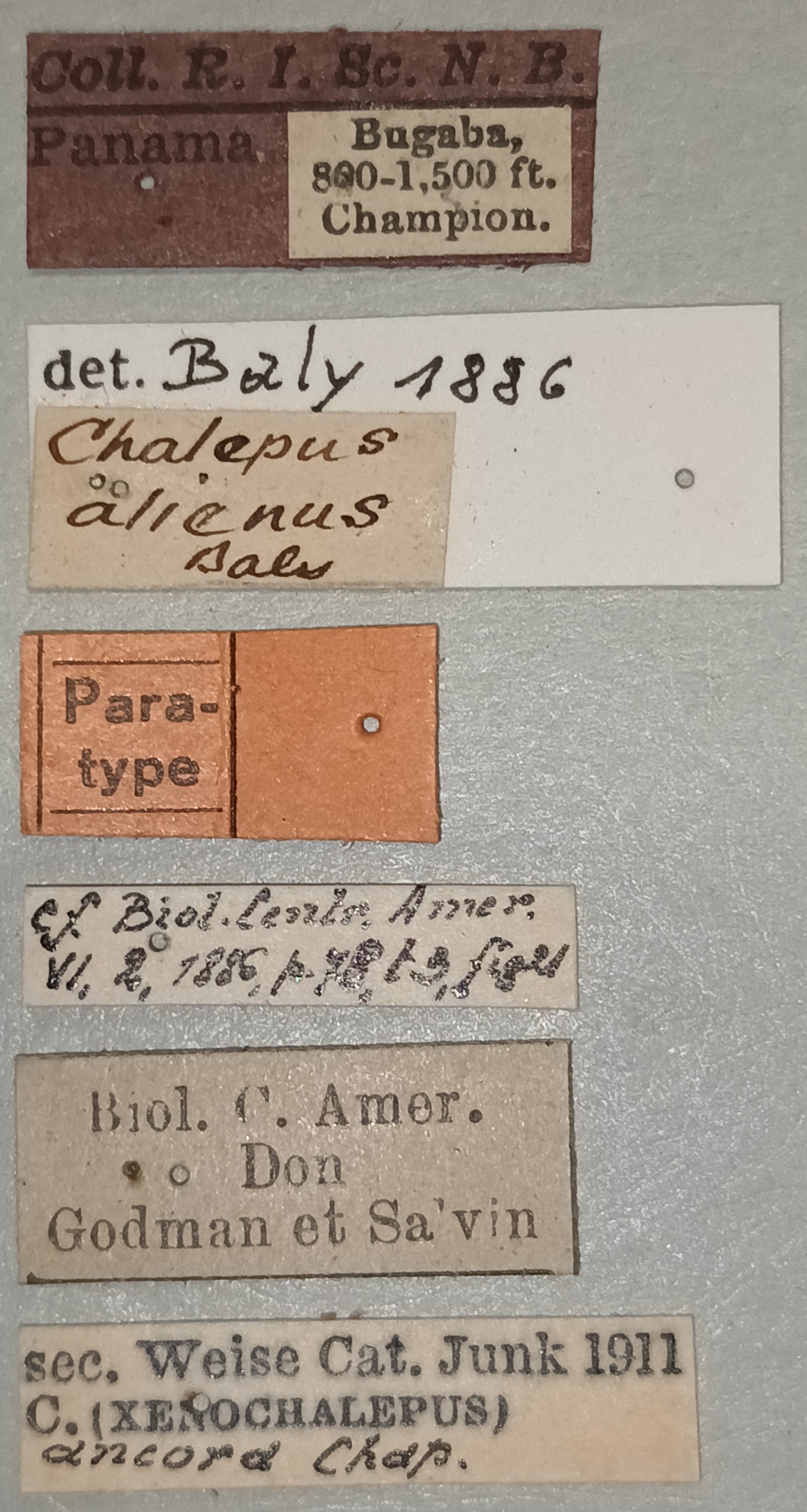 Oxychalepus alienus Pt Labels.jpg