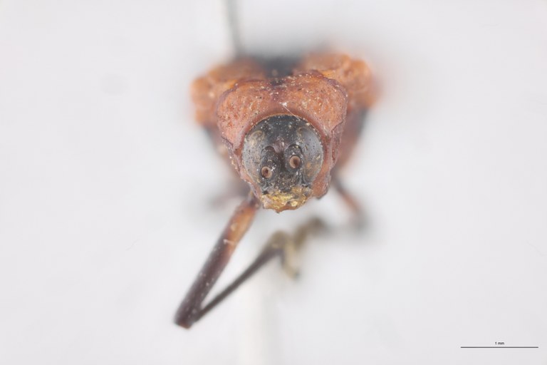 Oxychalepus anchora T F.jpg