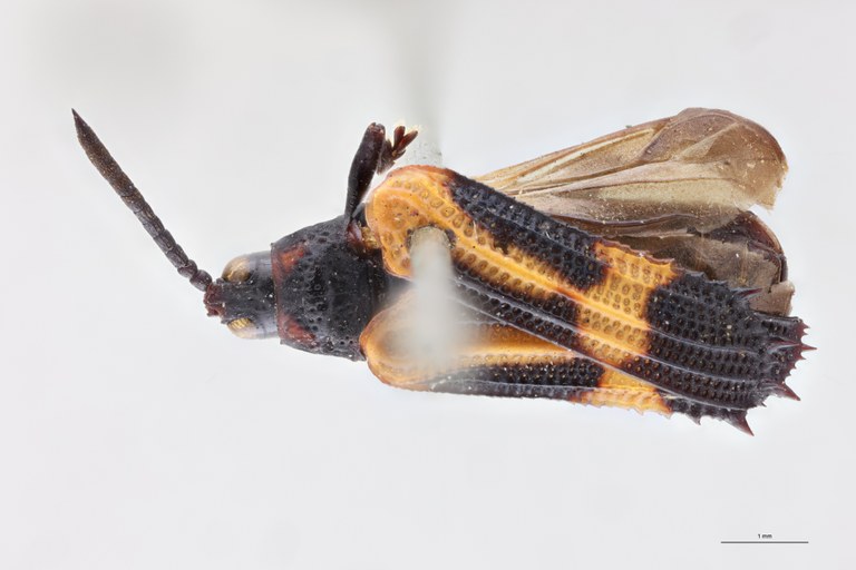 Oxychalepus bisignatus T D.jpg