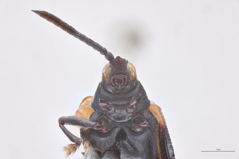 Oxychalepus bisignatus T F-V.jpg