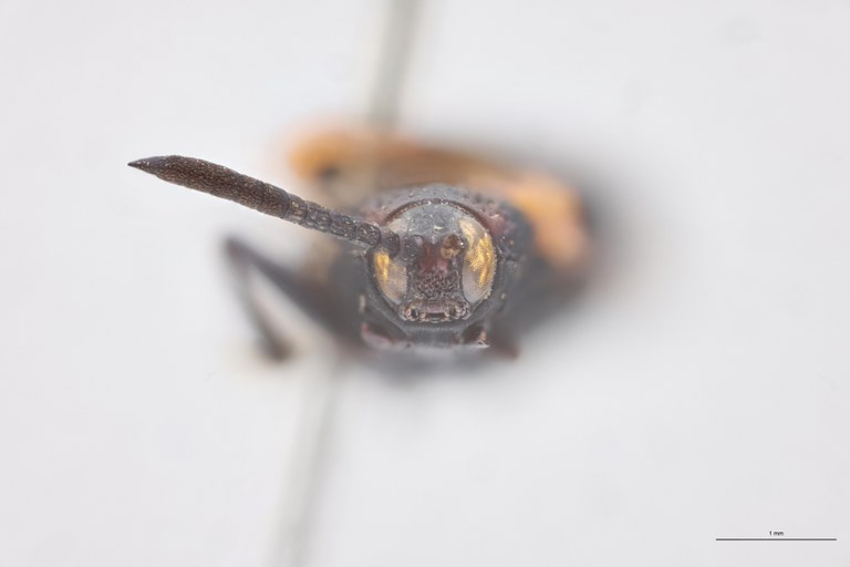 Oxychalepus bisignatus T F.jpg