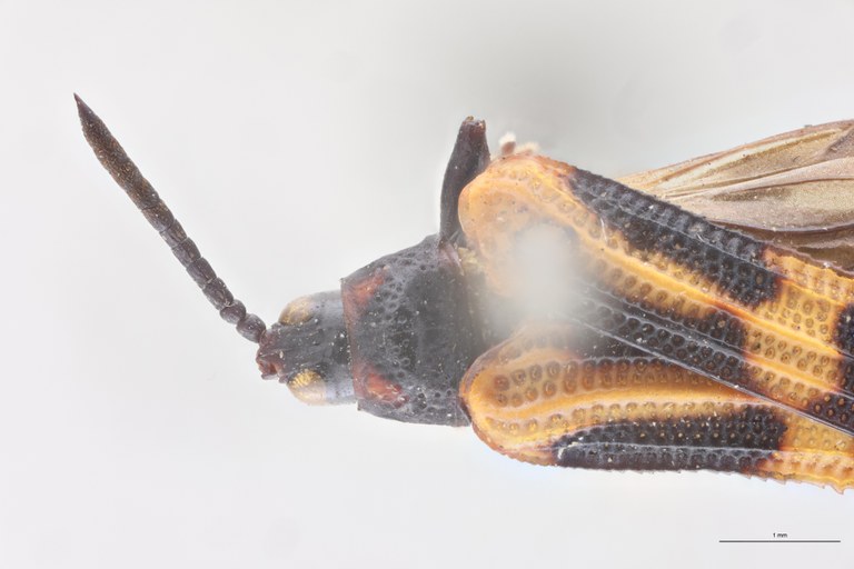 Oxychalepus bisignatus T Head-Close-Up.jpg