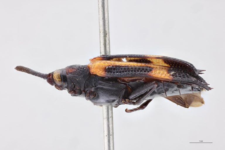 Oxychalepus bisignatus T L.jpg