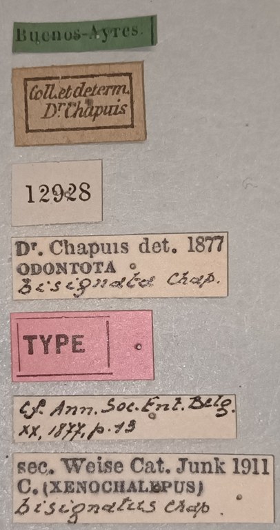Oxychalepus bisignatus T Labels.jpg