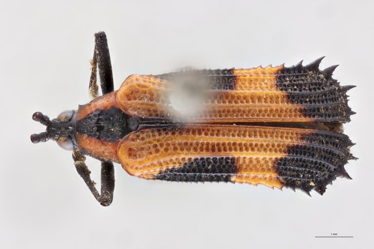 Oxychalepus externus T D.jpg