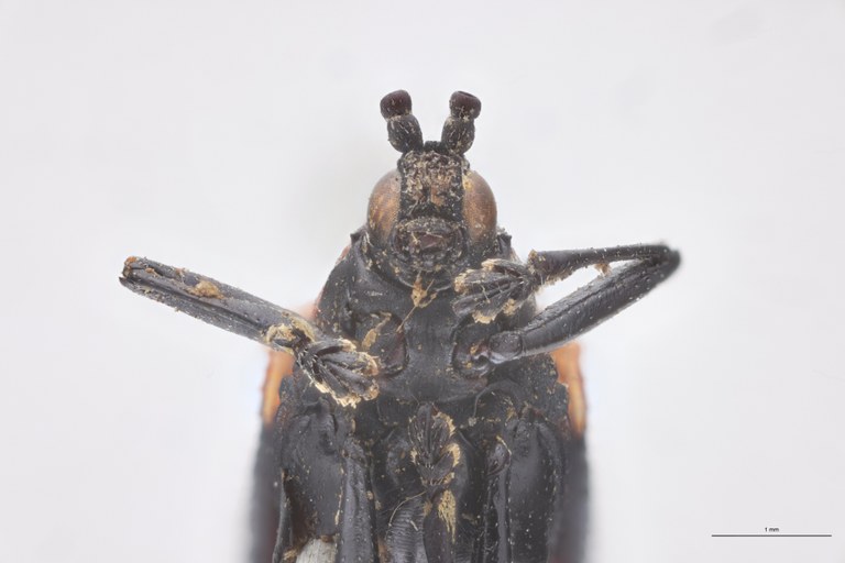 Oxychalepus externus T F-V.jpg