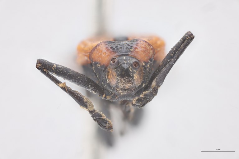 Oxychalepus externus T F.jpg