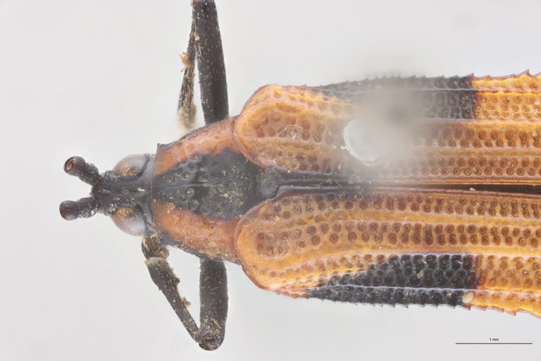 Oxychalepus externus T Head-Close-Up.jpg