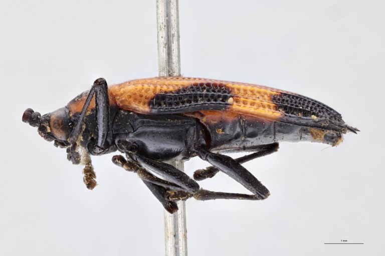 Oxychalepus externus T L.jpg