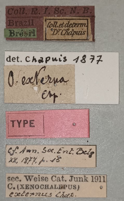 Oxychalepus externus T Labels.jpg