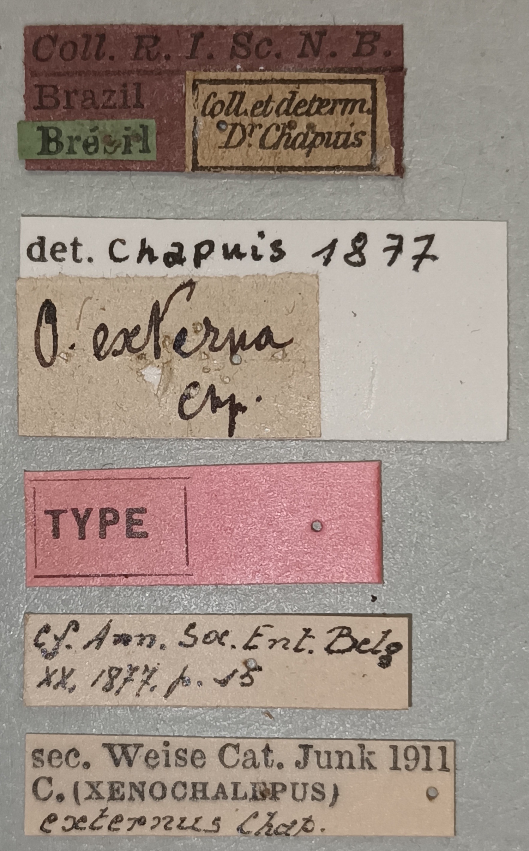 Oxychalepus externus T Labels.jpg