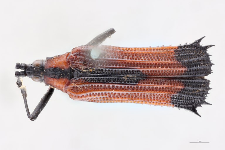 Oxychalepus insignitus T D.jpg