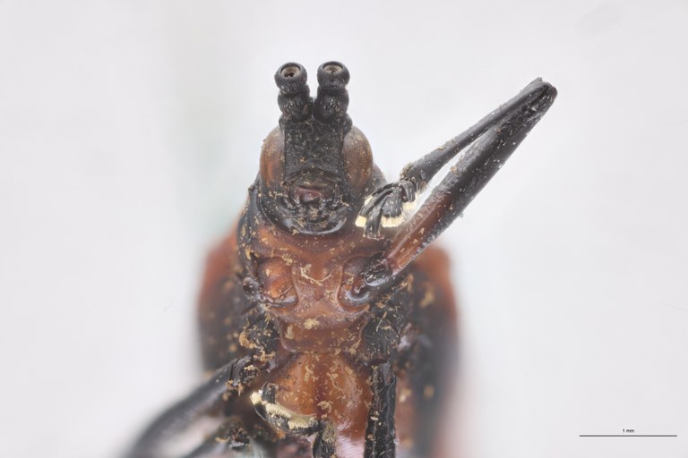 Oxychalepus insignitus T F-V.jpg