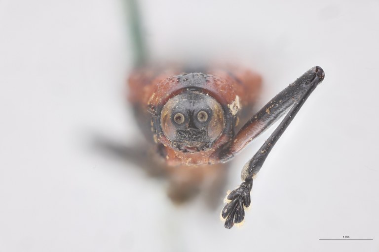 Oxychalepus insignitus T F.jpg