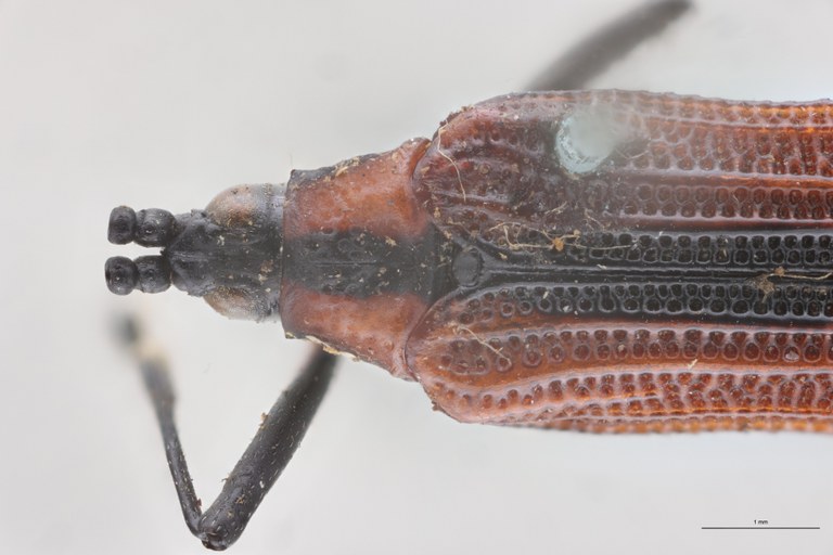 Oxychalepus insignitus T Head-Close-Up.jpg
