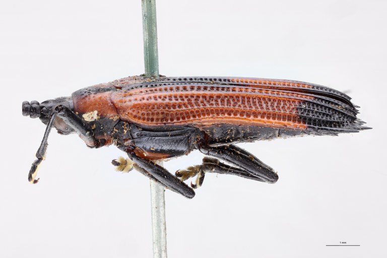 Oxychalepus insignitus T L.jpg