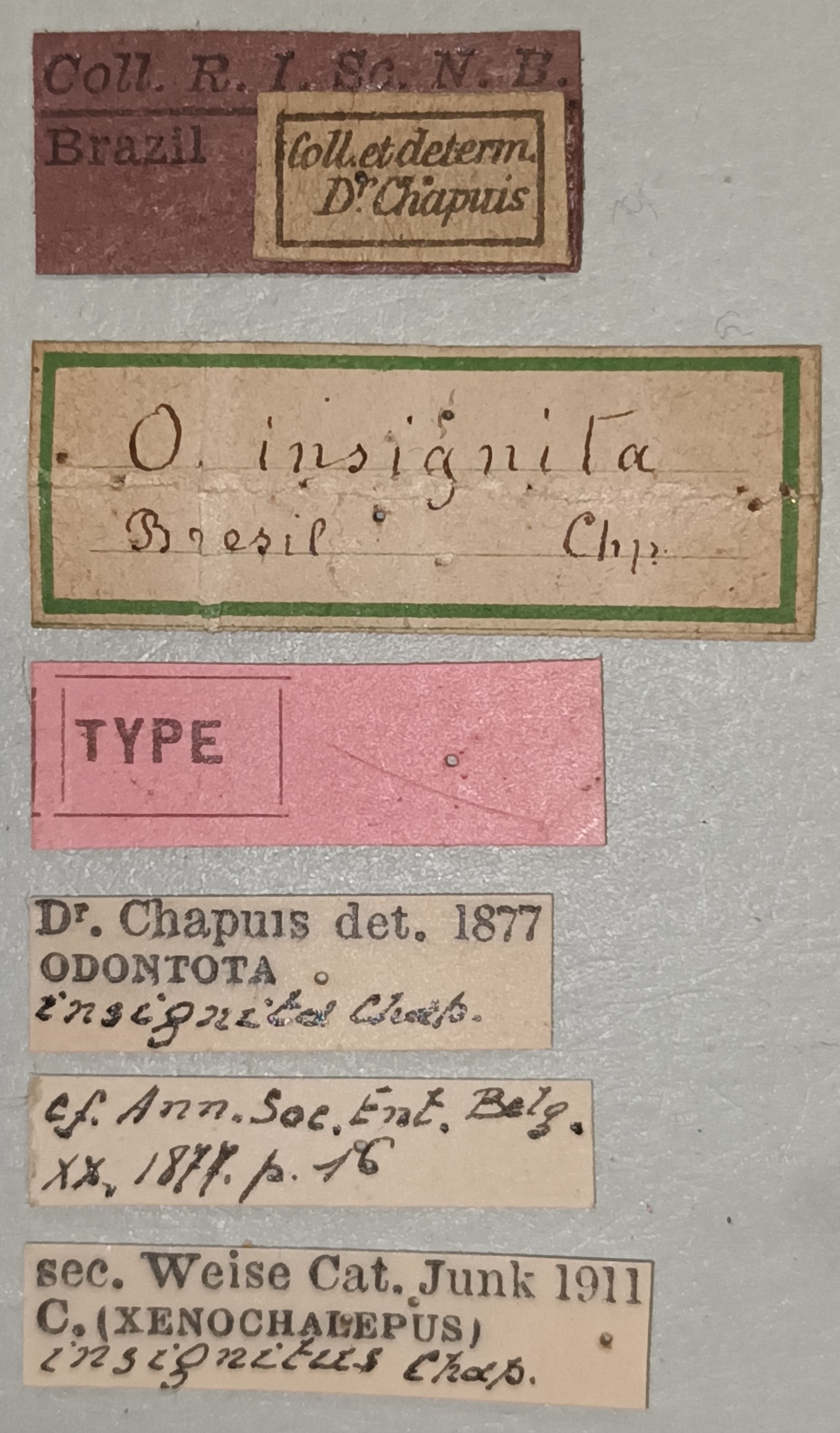 Oxychalepus insignitus T Labels.jpg