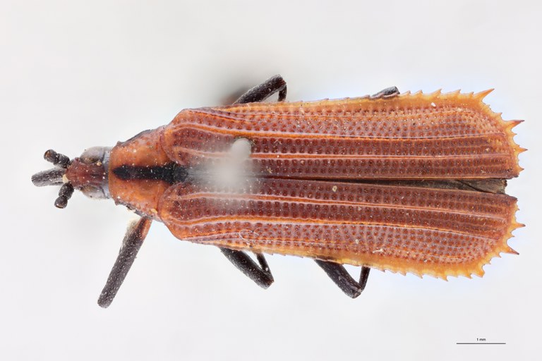 Oxychalepus normalis T D.jpg