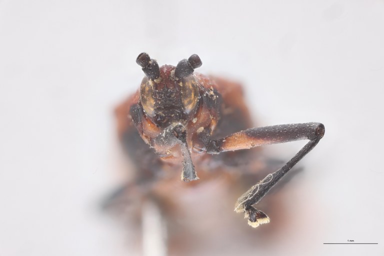 Oxychalepus normalis T F-V.jpg