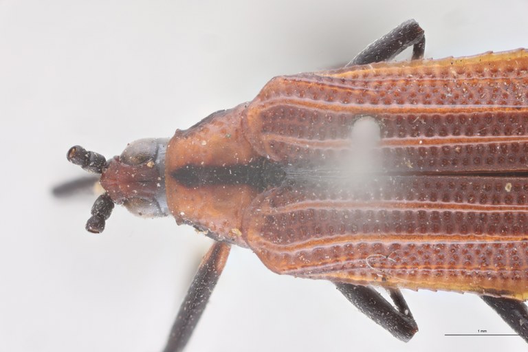 Oxychalepus normalis T Head-Close-Up.jpg