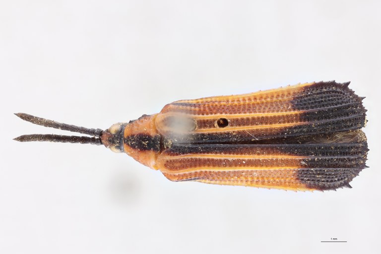 Oxychalepus normalis elongata F T D.jpg