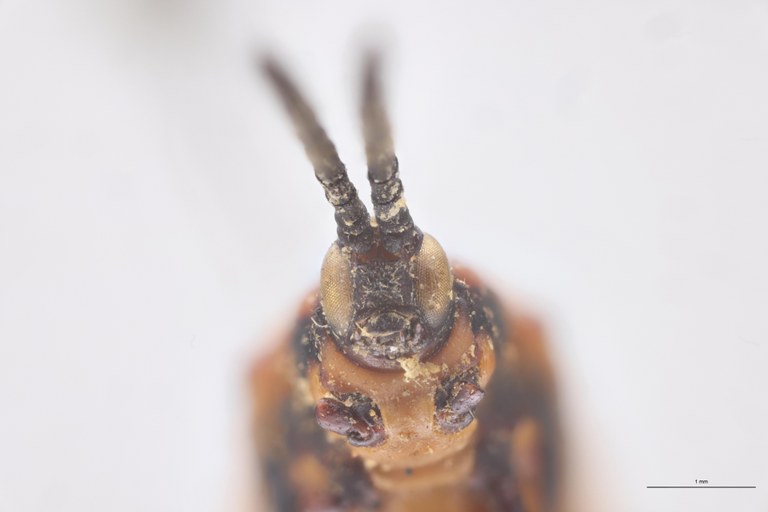 Oxychalepus normalis elongata F T F-V.jpg