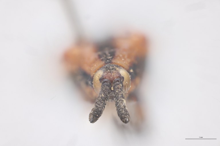 Oxychalepus normalis elongata F T F.jpg