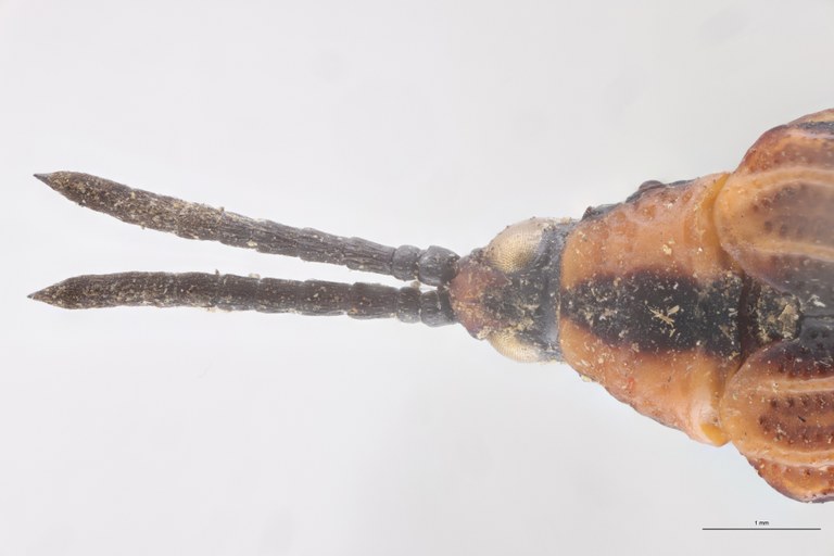 Oxychalepus normalis elongata F T Head-Close-Up.jpg