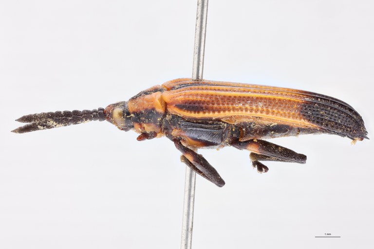 Oxychalepus normalis elongata F T L.jpg