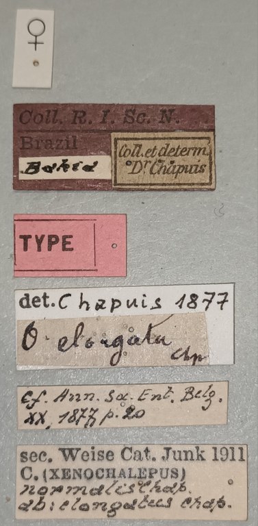 Oxychalepus normalis elongata F T Labels.jpg