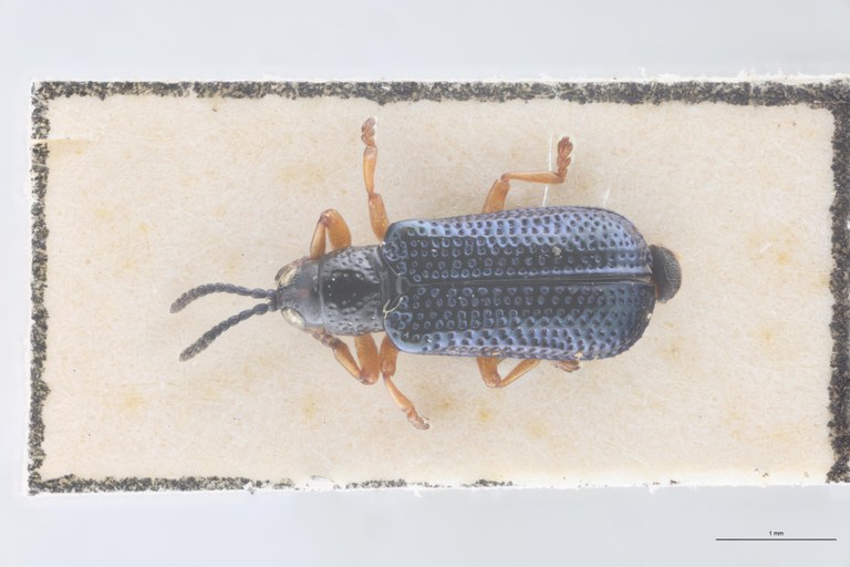 Paradecatelia viridis Pt D.jpg