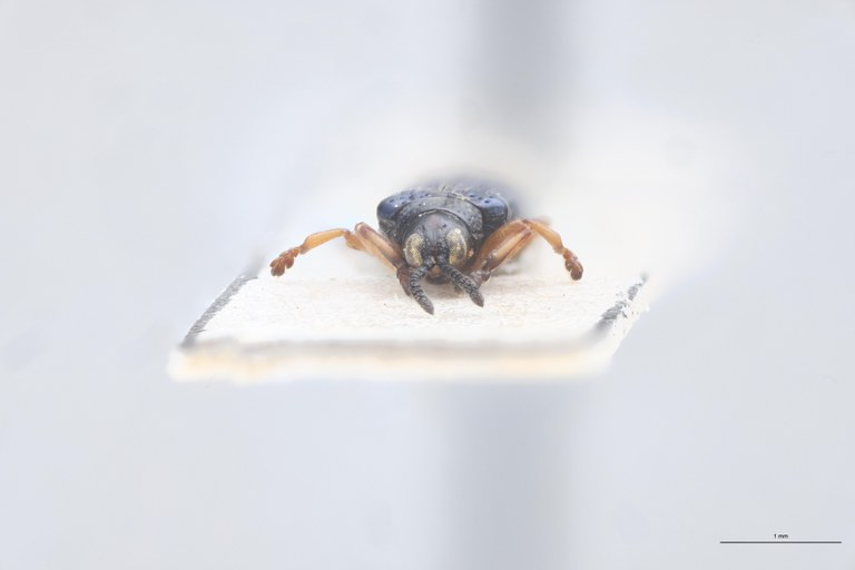 Paradecatelia viridis Pt F.jpg