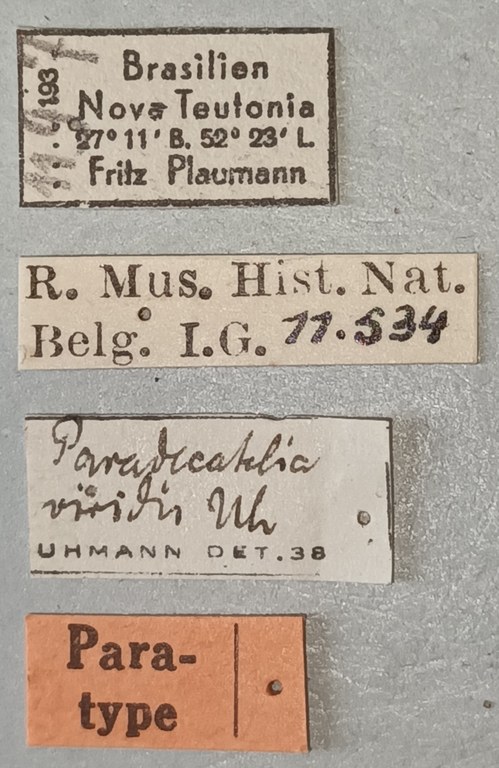 Paradecatelia viridis Pt Labels.jpg