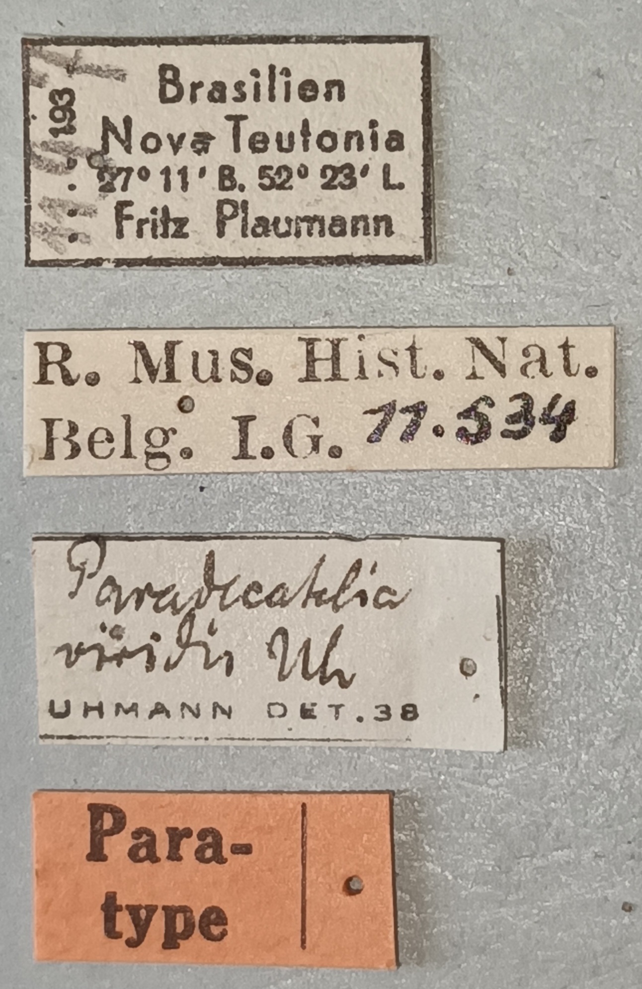 Paradecatelia viridis Pt Labels.jpg