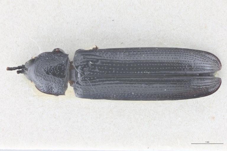 Paradownesia fruhstorferi Pt D.jpg