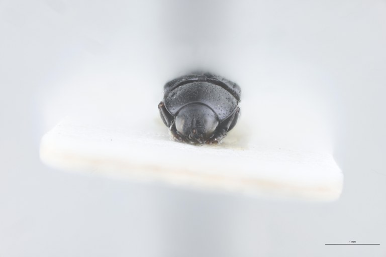 Paradownesia fruhstorferi Pt F.jpg