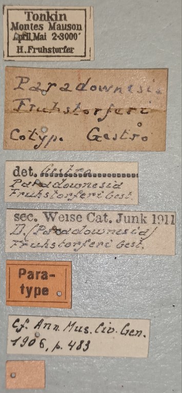 Paradownesia fruhstorferi Pt Labels.jpg