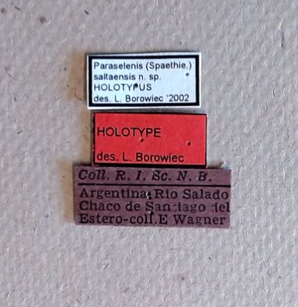 Paraselensis saltaensis ht Labels