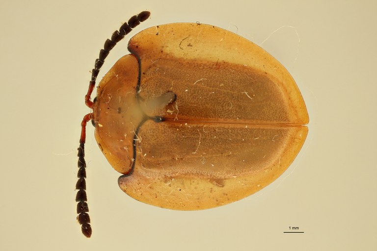 Paraselenis saltaensis ht D Paraselenis saltaensis ht D